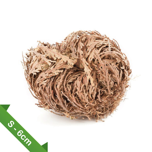 ROSA DI GERICO - S 6cm in SCATOLA DI CARTONE